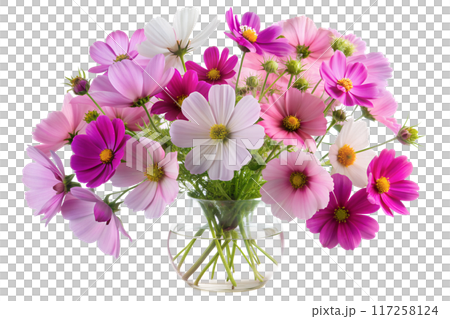 Close-Up of White Cosmos Flower 117258124