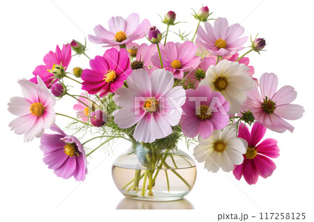 Close-Up of White Cosmos Flower 117258125