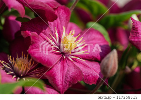 Pink flower closeup background. Clematis ville de lyon climbing flower. Summer floral background. Pink flower closeup background. Clematis ville de lyon climbing flower. Summer floral background. 117258315