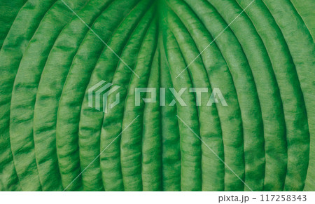 Green leaf hosta closeup, detailed texture. Natural vibrant green leaf background. Natural pattern. Green leaf hosta closeup, detailed texture. Natural vibrant green leaf background. Natural pattern. 117258343