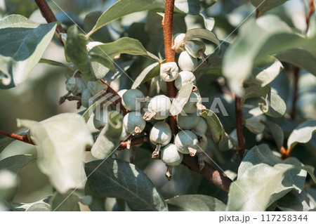 Branch with silver berries and leaves of wolf willow bush closeup. Silverberry, rabbitberry, elaeagnus commutata background. 117258344