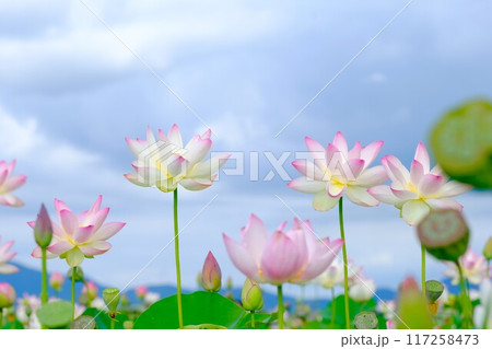 奈良藤原京跡の蓮の花 117258473