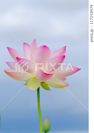 奈良藤原京跡の蓮の花 117258474