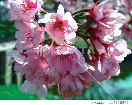 美しいピンクの桜 117258475