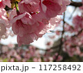 春の陽射しを浴びる満開の桜 117258492