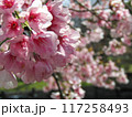 美しいピンク色の桜 117258493