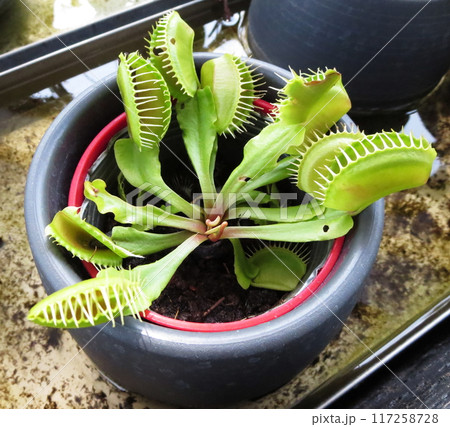 昆虫を捕まえて養分にする肉食の食虫植物 117258728