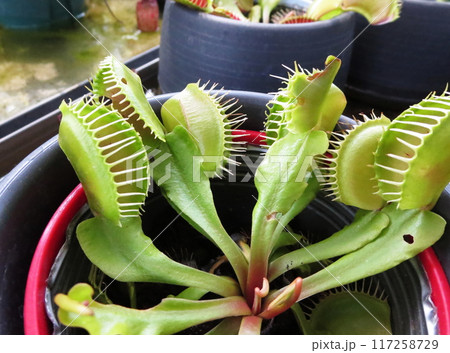 昆虫を捕まえて養分にする肉食の食虫植物 117258729