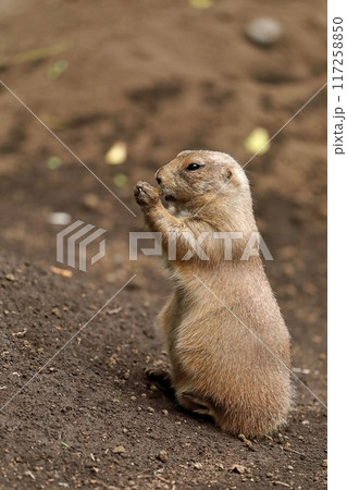立ってエサを食べるプレーリードッグ 117258850
