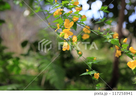 ヤマブキの花 ヤマブキの花 117258941