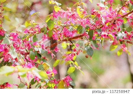 アカバナトキワマンサクの花 117258947