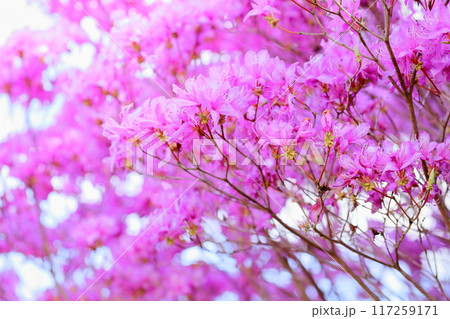 トサノミツバツツジの花 満開 トサノミツバツツジの花 満開 117259171