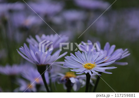 山里の紫菊 山里の紫菊 117259881