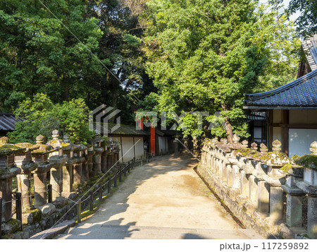 朝日が射し込む春日大社の参道 117259892