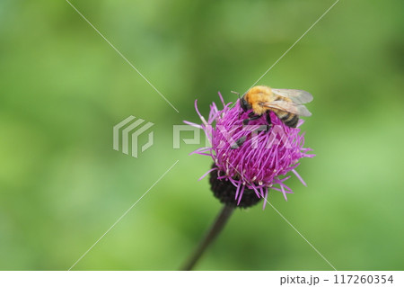 アザミの花とハナバチ アザミの花とハナバチ 117260354