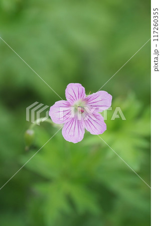 ハクサンフウロのピンクの花 117260355