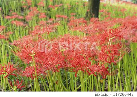 曼殊沙華の花 117260445