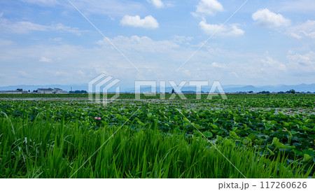 広大な蓮池　夏　秋田県 117260626