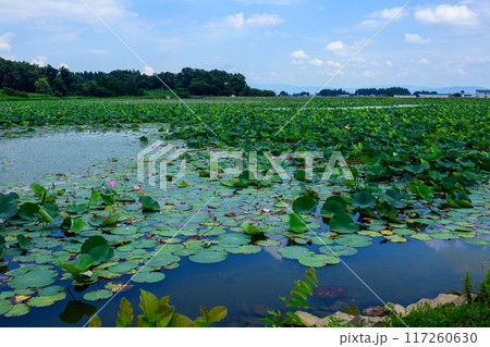 広大な蓮池　夏　秋田県 117260630