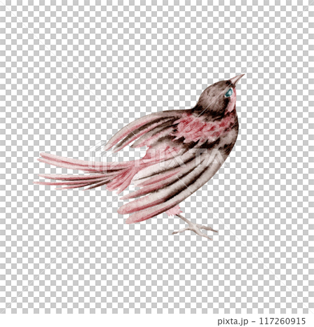 Small bird in a beautiful pose. Vintage stylish animal. Hand drawn watercolor illustration on transparent background. Design element for natural patterns, floral cards, event invitations and prints 117260915