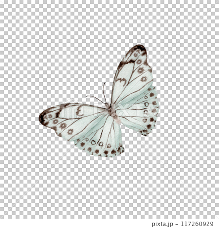 Vintage butterfly. Esoteric moth symbol. Hand drawn watercolor illustration on transparent background. Design element for natural patterns, floral card, dress prints. Beautiful retro nature sticker Vintage butterfly. Esoteric moth symbol. Hand drawn watercolor illustration on transparent background. Design element for natural patterns, floral card, dress prints. Beautiful retro nature sticker 117260929