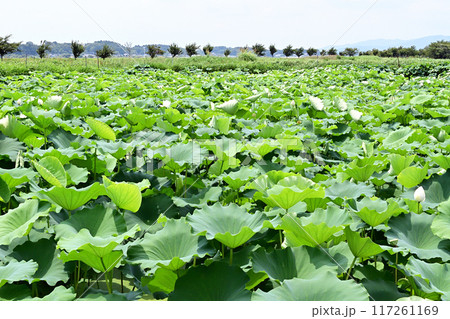 一面に広がる霞ヶ浦のハス田 117261169