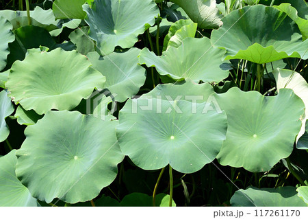 一面に広がる霞ヶ浦のハス田 117261170