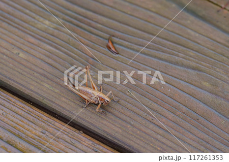 コバネヒメギスのメス 117261353