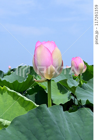 一面に広がる霞ヶ浦のハス田 一面に広がる霞ヶ浦のハス田 117261359