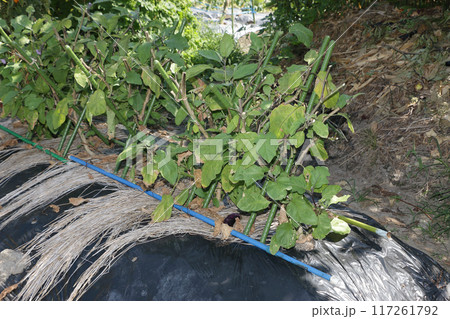 旧盆前のナスの更新剪定 117261792