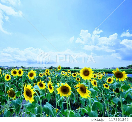 夏の青空と一面ひまわり畑 117261843
