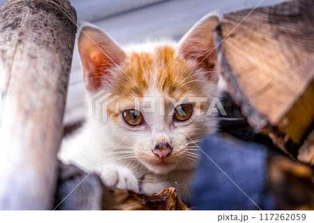 カメラ目線の可愛い子猫～くう～ 117262059