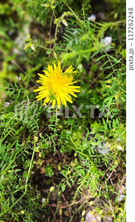 心を彩る、西洋たんぽぽの鮮やかな一時 117262248