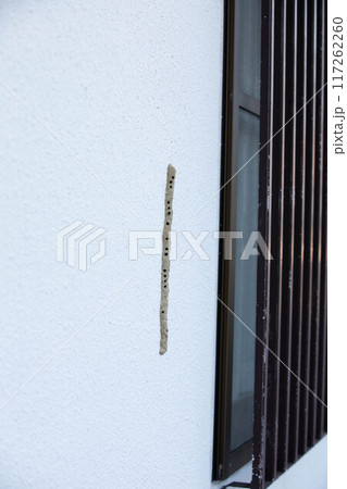 ドロハチの巣 117262260