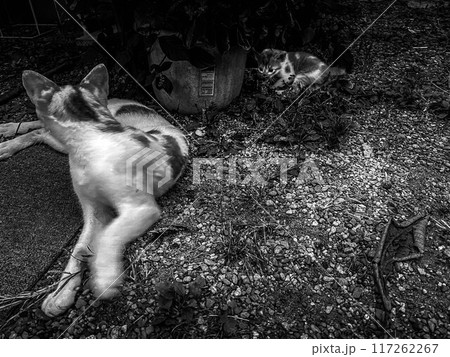 母と子の時間~猫の親子~ 母と子の時間~猫の親子~ 117262267
