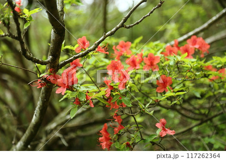 鳥見山公園のツツジ 117262364