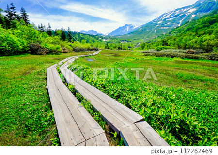 新緑の栂池自然園 117262469