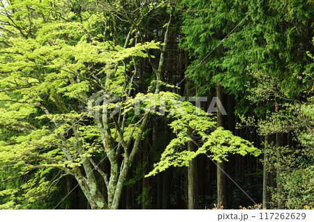 鳥見山公園の新緑 117262629