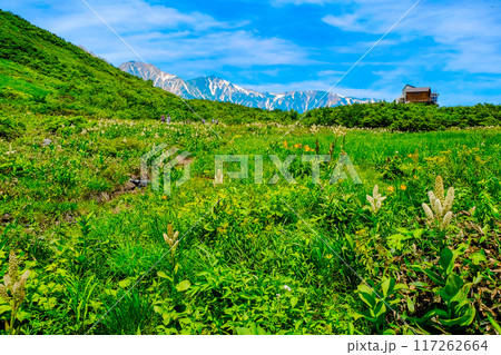 鎌池湿原と白馬三山 鎌池湿原と白馬三山 117262664