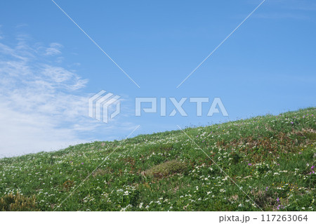 平標山・仙ノ倉山の花畑 平標山・仙ノ倉山の花畑 117263064