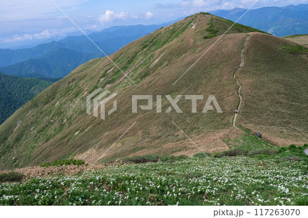 平標山・仙ノ倉山の花畑 117263070