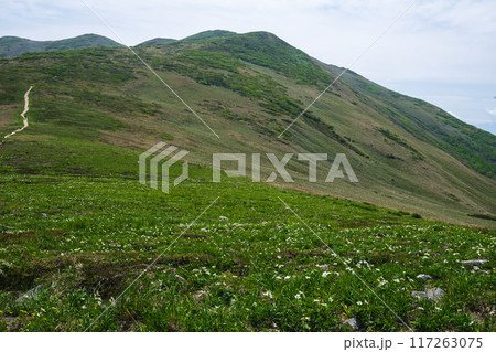 平標山・仙ノ倉山の花畑 117263075