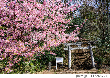 満開の河津桜と大庭神社の鳥居 117263774