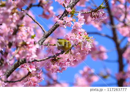 満開の桜の蜜を吸うメジロ 満開の桜の蜜を吸うメジロ 117263777