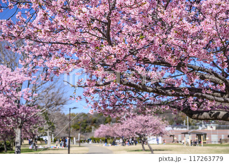 満開の河津桜引地川親水公園 117263779