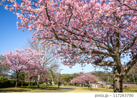 満開の河津桜引地川親水公園 117263780