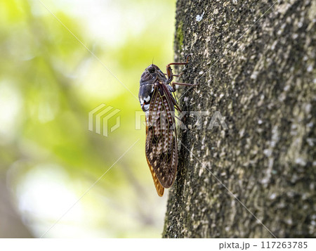 木にとまるアブラゼミ 117263785