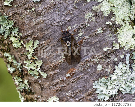 桜の木にとまるアブラゼミ 117263788