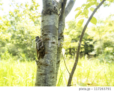 木にとまるアブラゼミ 117263791