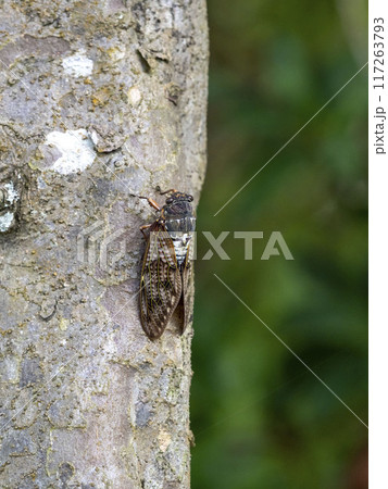 木にとまるアブラゼミ 117263793